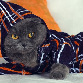 cats1_0816