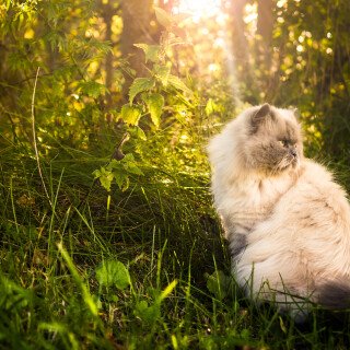 cats1_0834