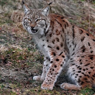 cats1_0835