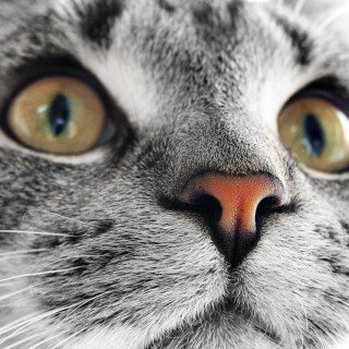 cats1_0846