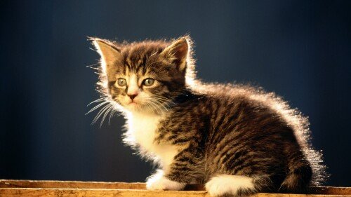 cats1 0847