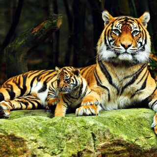 cats1_0854