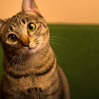 cats1_0858
