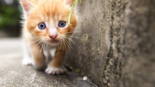 cats1 0859