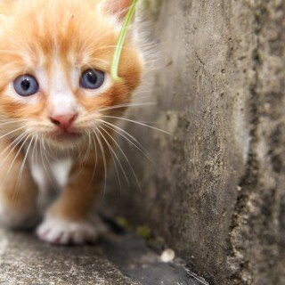 cats1_0859