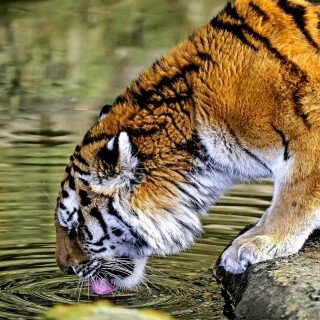 cats1_0860