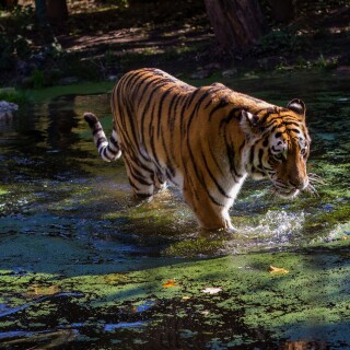 cats1_0880