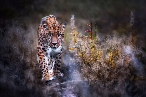 cats1 0893