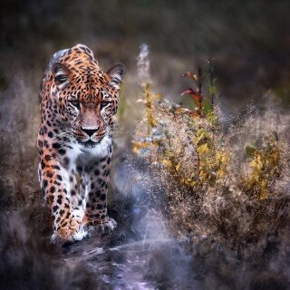 cats1_0893