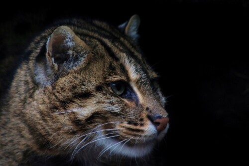 cats1 0901