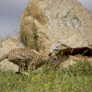 cats1_0906