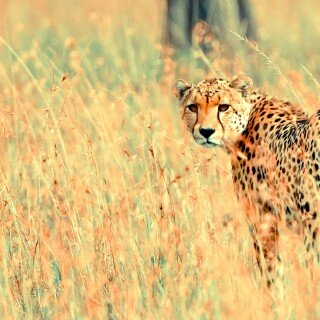 cats1_0909