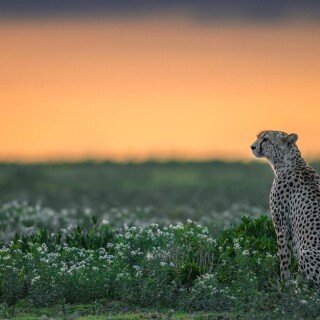 cats1_0911