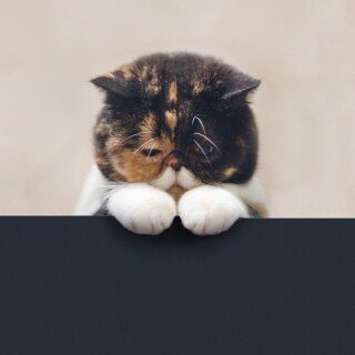 cats1_0913