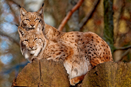 cats1 0921