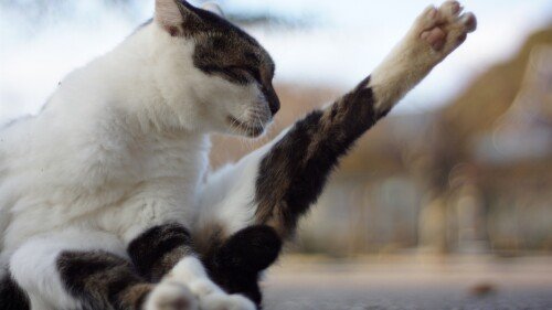 cats1 0922