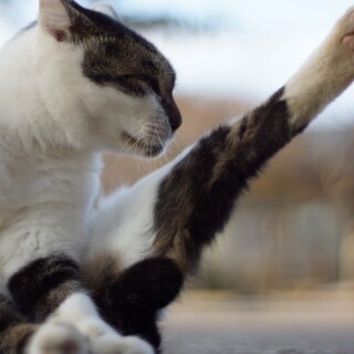 cats1_0922