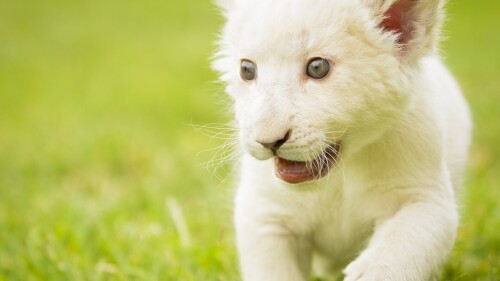cats1 0924