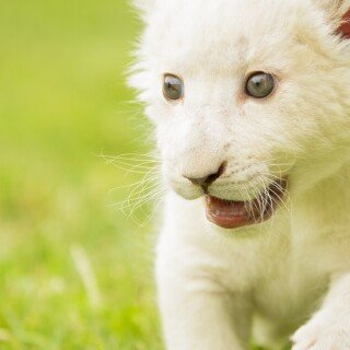 cats1_0924