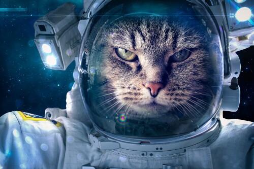 cats1 0927