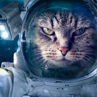 cats1_0927