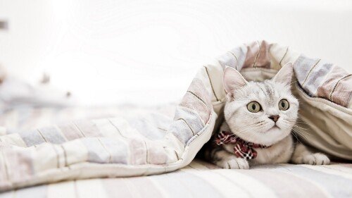 cats1 0931