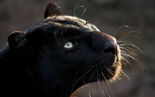cats1 0932