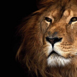 cats1_0937