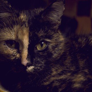 cats1_0938