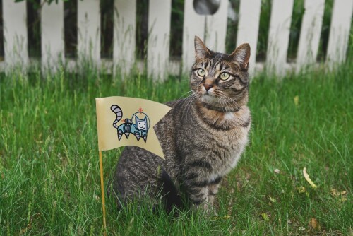cats1 0941