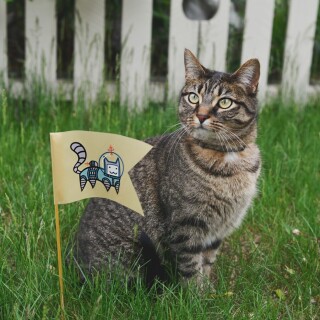 cats1_0941