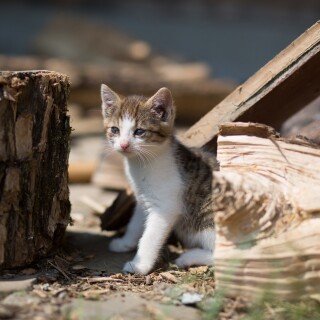 cats1_0944