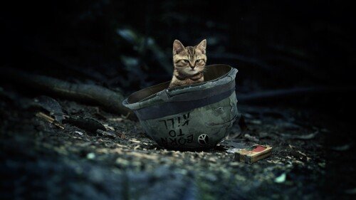 cats1 0955