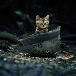 cats1_0955