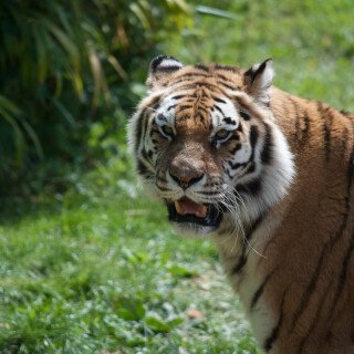 cats1_0959