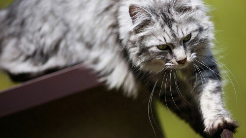 cats1_0960.jpg