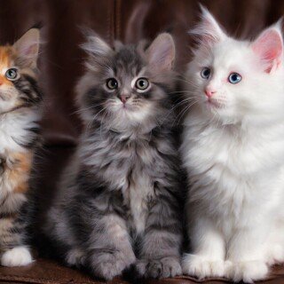 cats1_0961