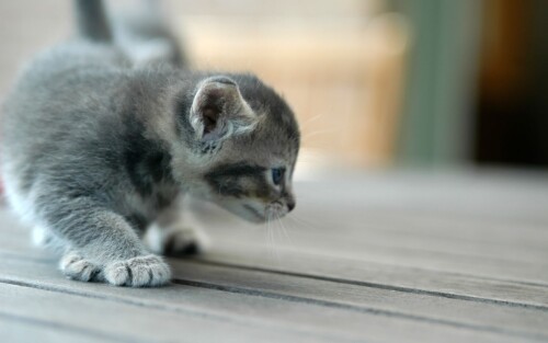 cats1 0963