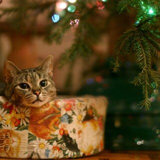 cats1_0964