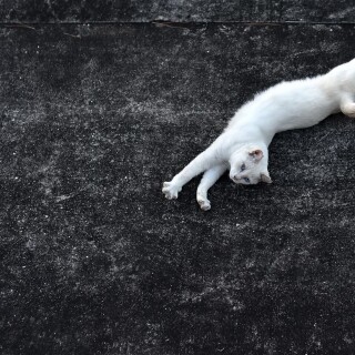 cats1_0967