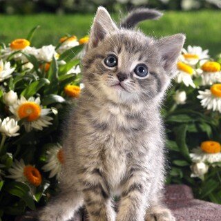 cats1_0969