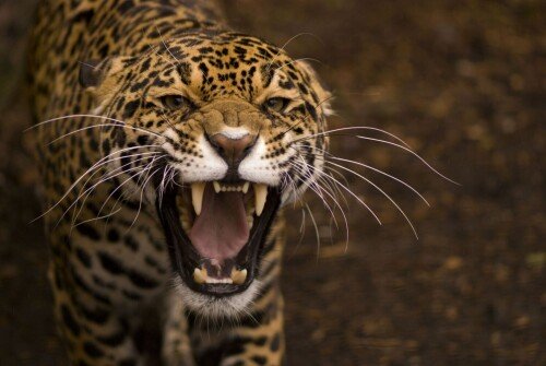 cats1 0973