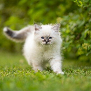 cats1_0975