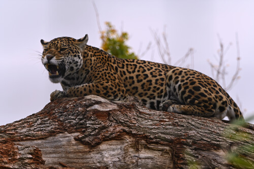 cats1 0983