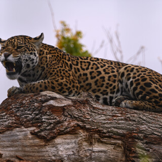 cats1_0983