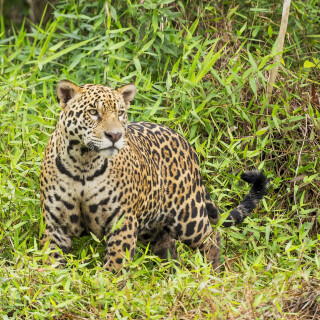 cats1_0990