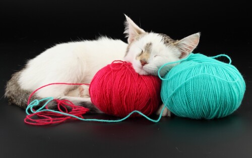 cats1 0991