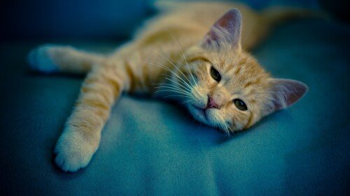 cats1 0992