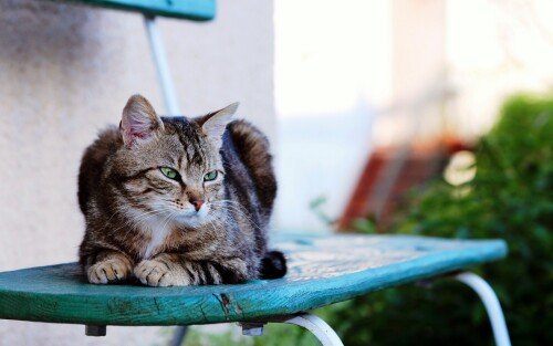 cats1_0994.jpg