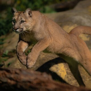 cats1_0995